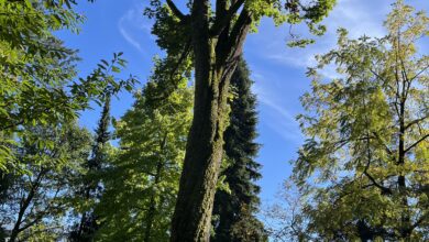 Toter Baum an der JKU