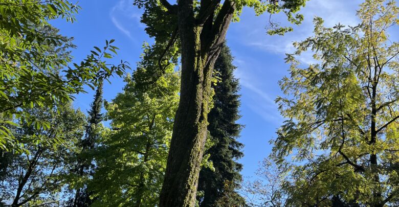 Toter Baum an der JKU