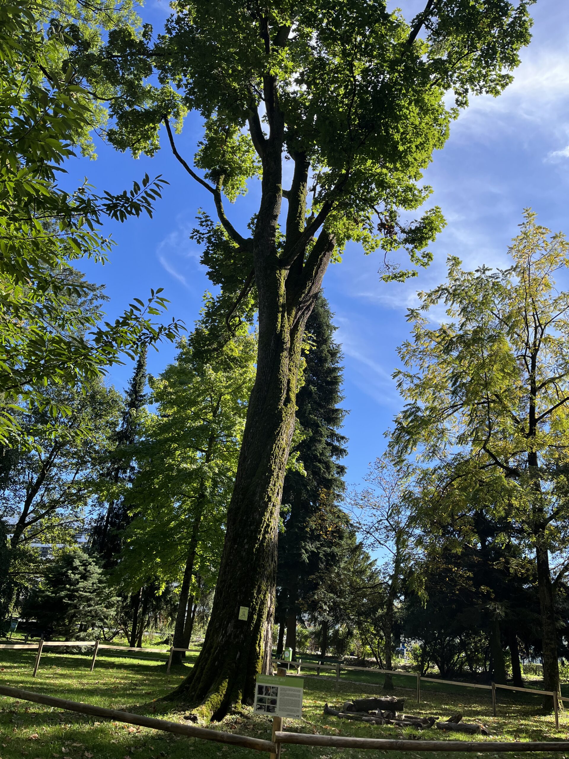 Ein toter Baum, der bleiben darf: Wie Totholz für neues Leben sorgt