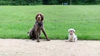 Hundezonen in Linz; Hundefreilaufzonen